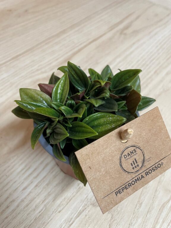 Peperomia - Rosso