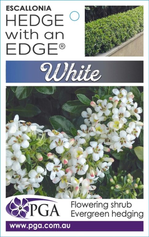 Escallonia - Hedge With an Edge - White