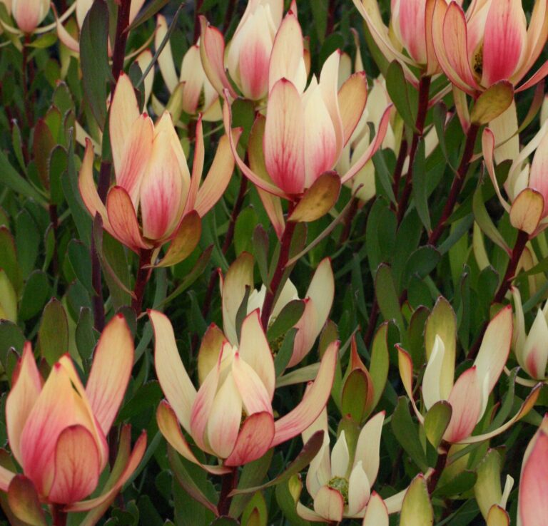 Leucadendron - Sixteen Candles
