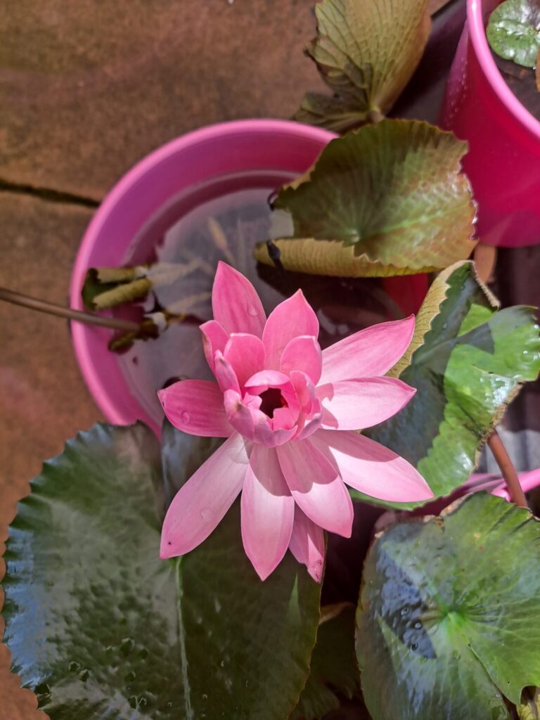 Nymphaea - Tropical Waterlily - Haarstick
