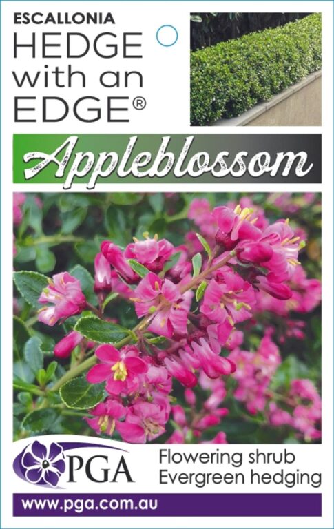 Escallonia - Hedge With an Edge - Apple Blossom