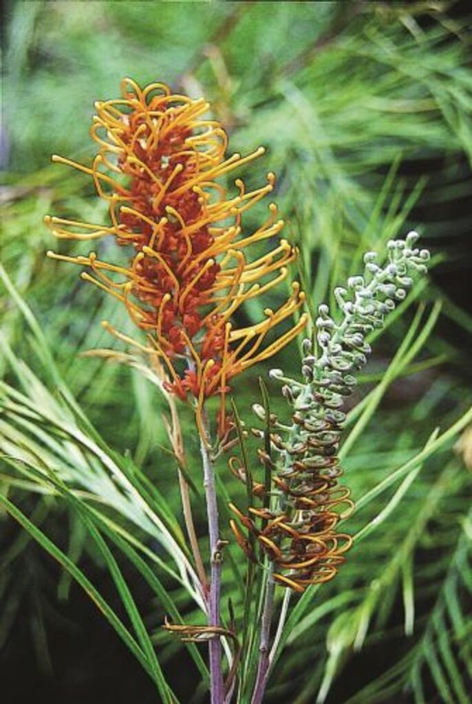 Grevillea - Honey Gem