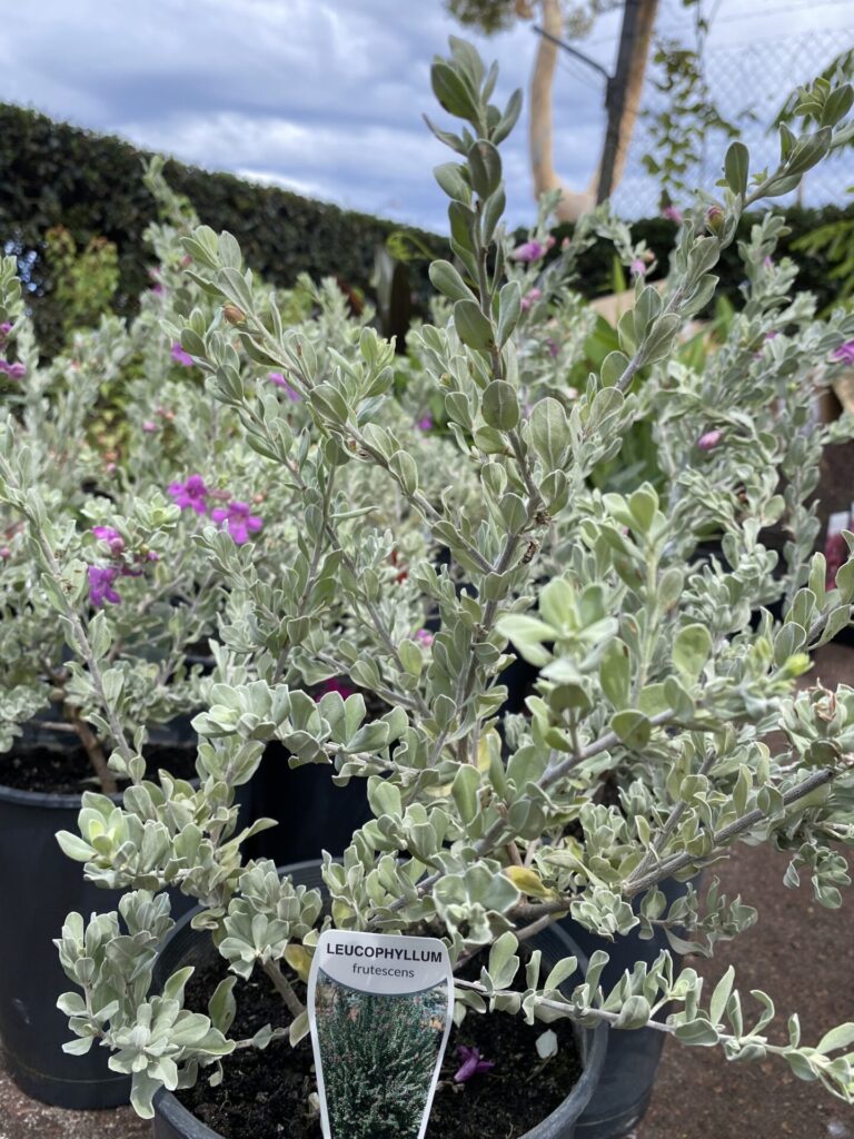 Leucophyllum - Texas Sage - Image 2