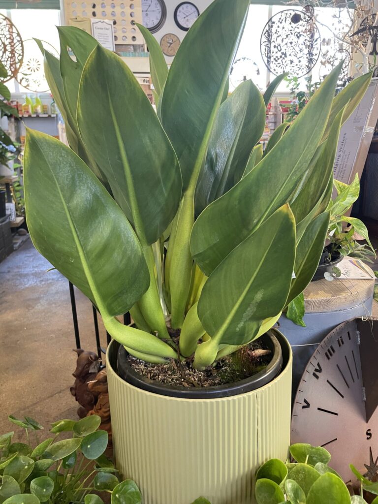 Philodendron - Fat Boy