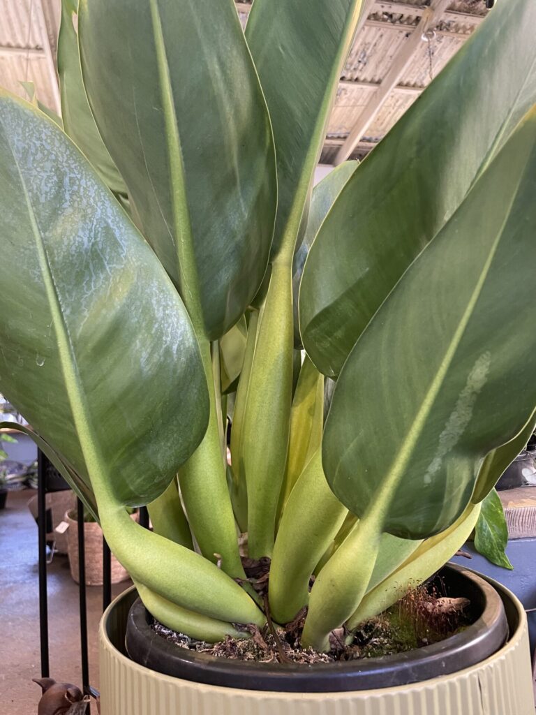 Philodendron - Fat Boy - Image 2