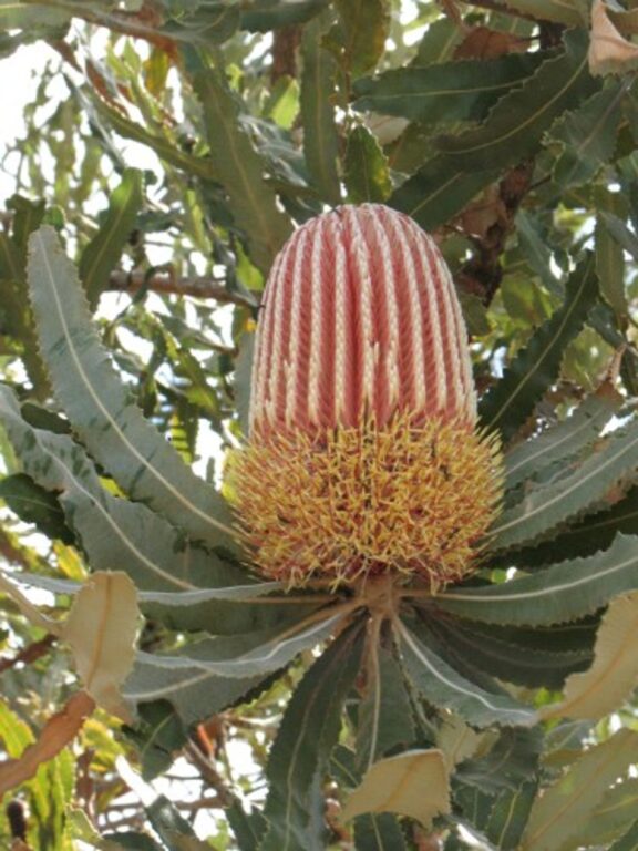 Banksia - Firewood
