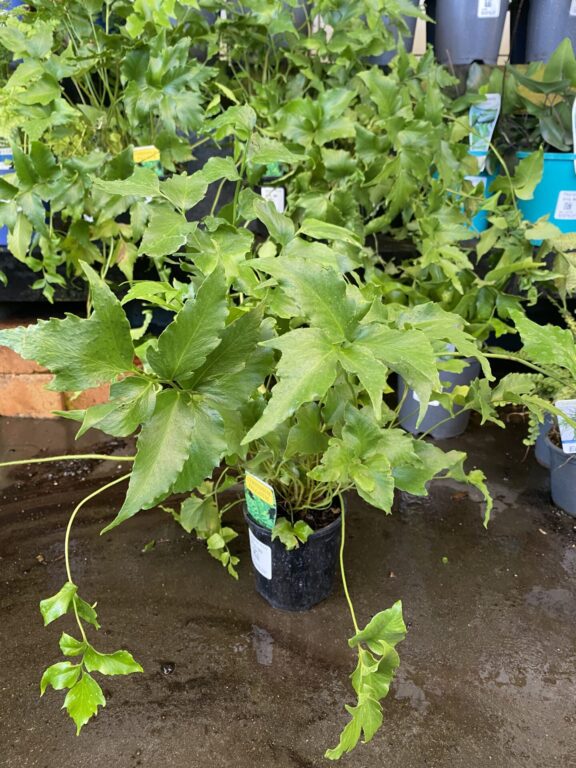 Cyrtomium - Holly Fern