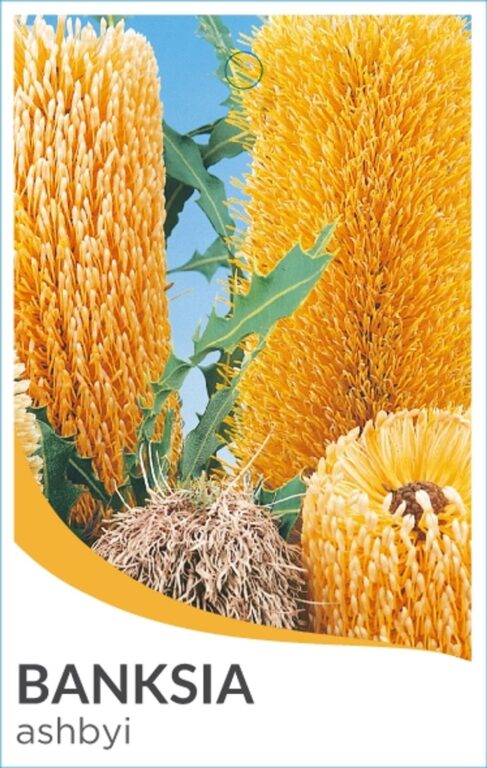 Banksia - Ashby's