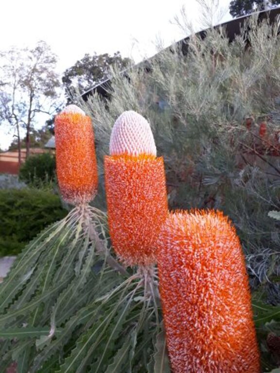 Banksia - Acorn  Dwarf