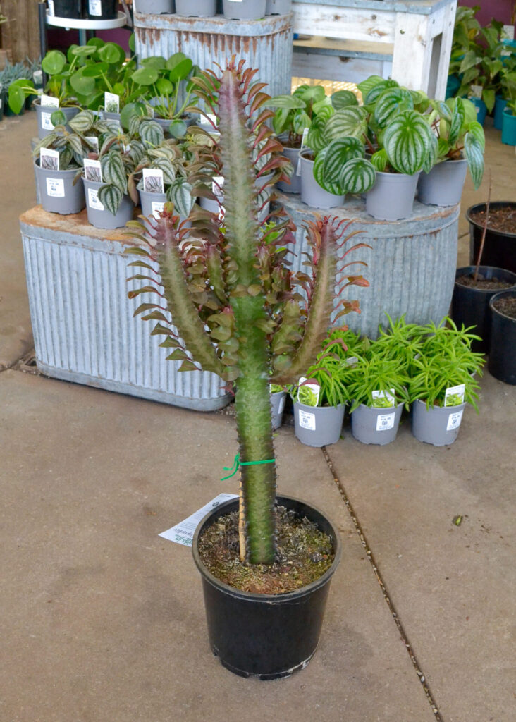 Euphorbia - Purple African Milk Tree