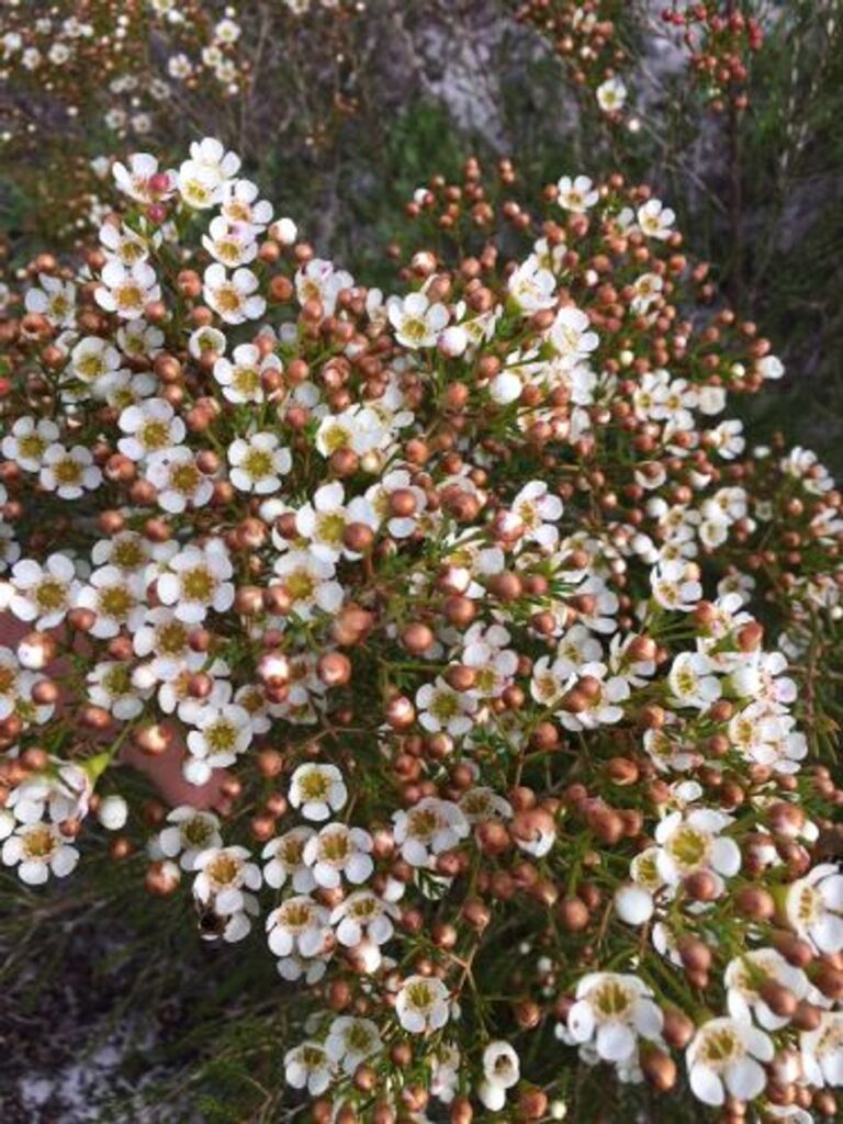 Geraldton Wax - Morning Delight