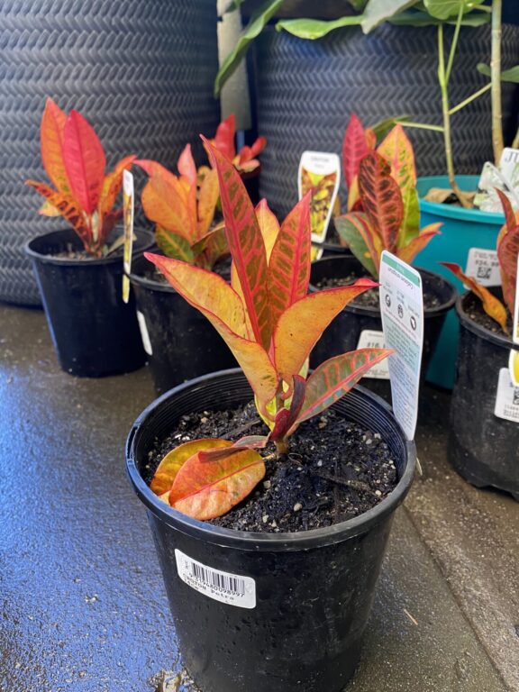 Croton - Petra