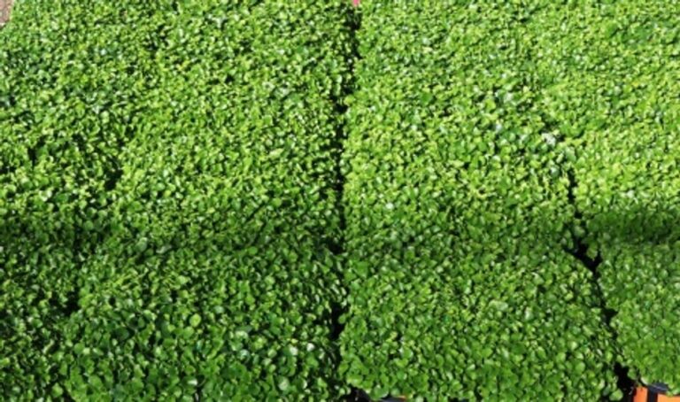 Dichondra - repens