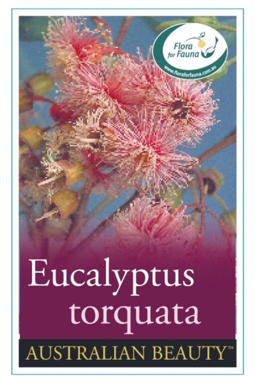 Eucalyptus - Coral Gum