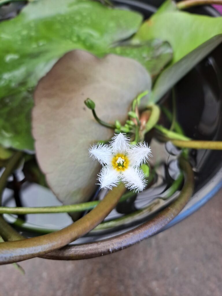Nymphoides indica - Snowflake Waterlily