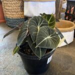 Alocasia - Black Velvet