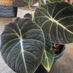 Alocasia - Black Velvet - Image 2