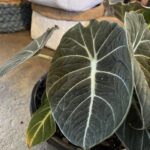 Alocasia - Black Velvet - Image 3