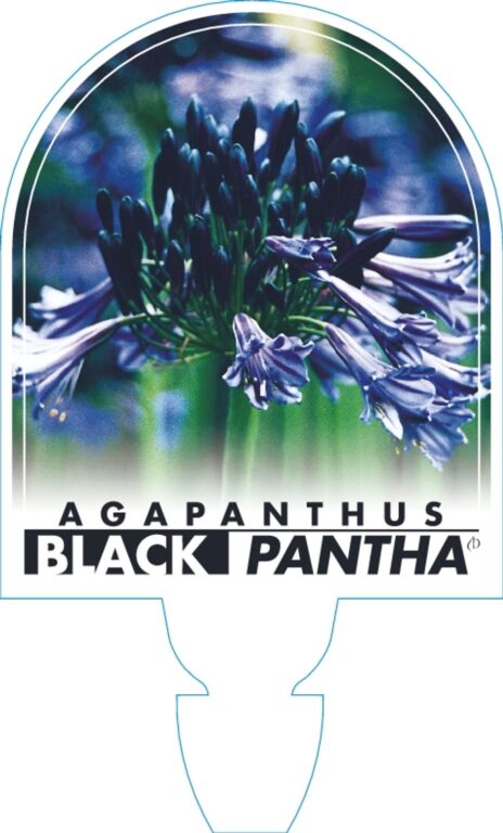 Agapanthus - Black Pantha