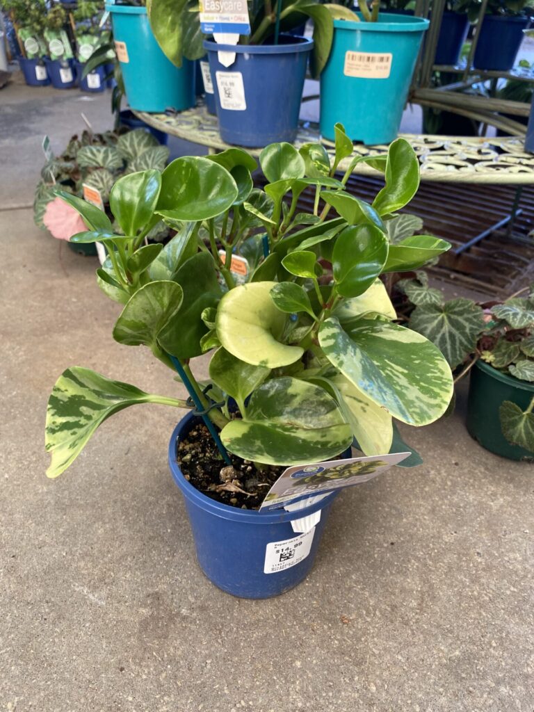 Peperomia - Marble