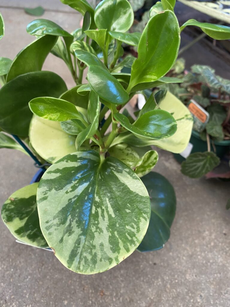 Peperomia - Marble - Image 2