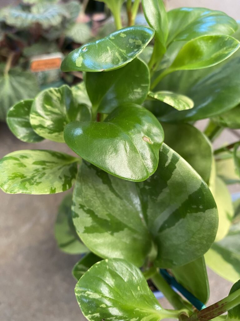 Peperomia - Marble - Image 3