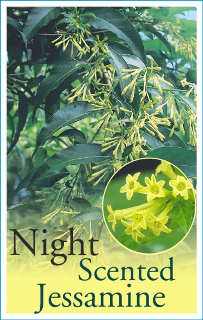 Night Blooming Jasmine