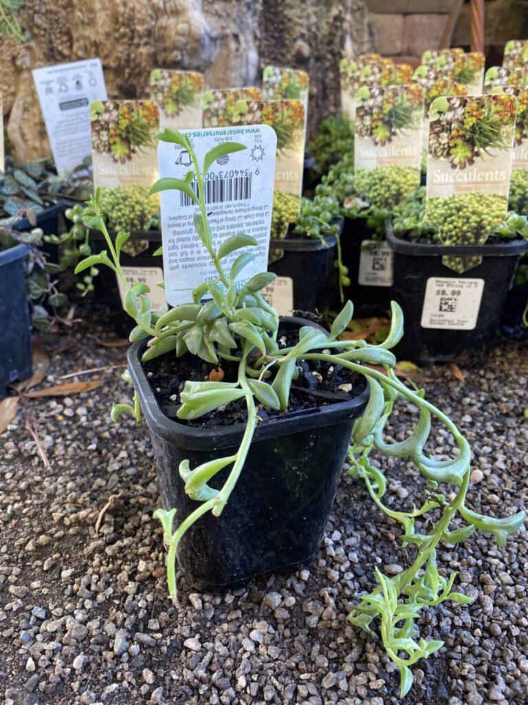Senecio - String of Dolphins