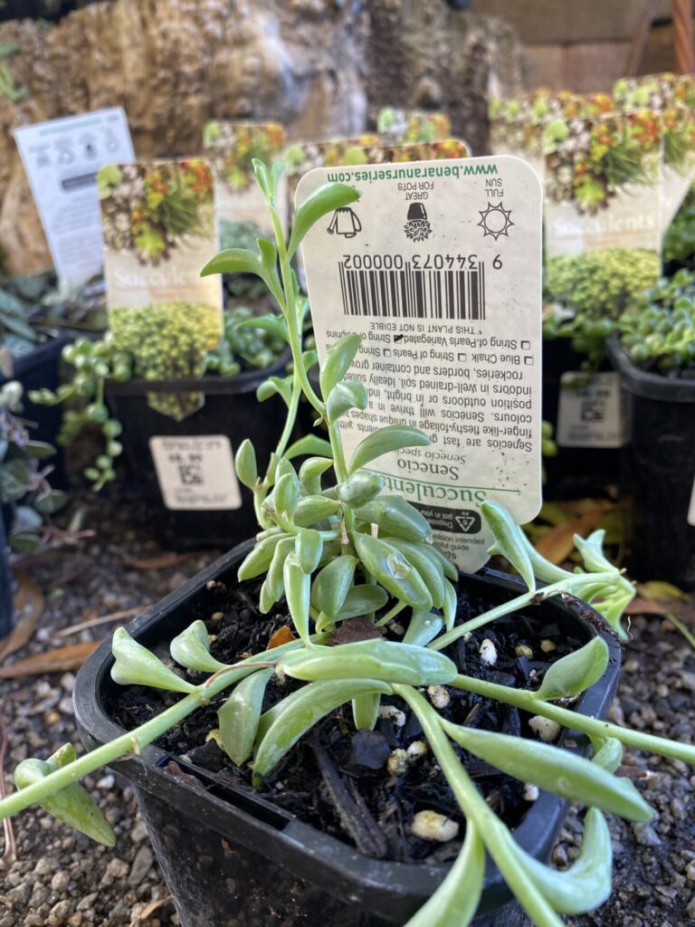 Senecio - String of Dolphins - Image 2