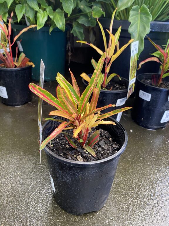 Croton - Little Mia