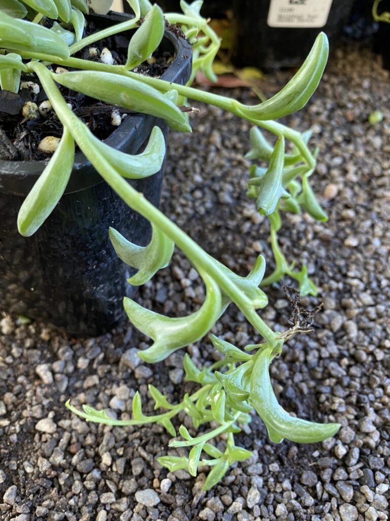 Senecio - String of Dolphins - Image 3
