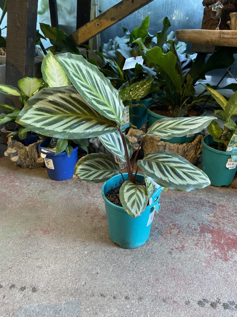 Calathea - Bicajoux