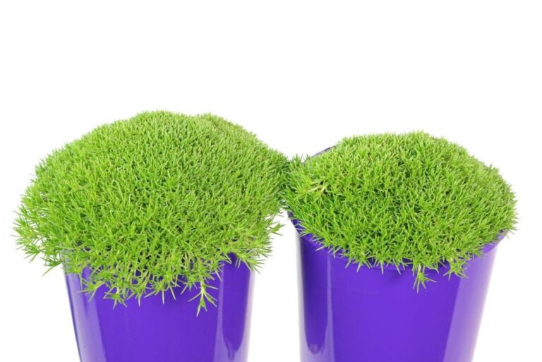 Scleranthus - Lime Lava Cushion Bush