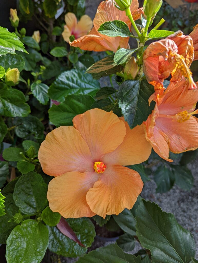Hibiscus - Golden Queen