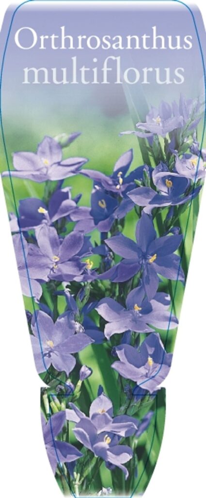 Orthrosanthus multiflorus - Morning Iris