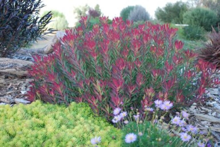 Leucadendron - Cheeky