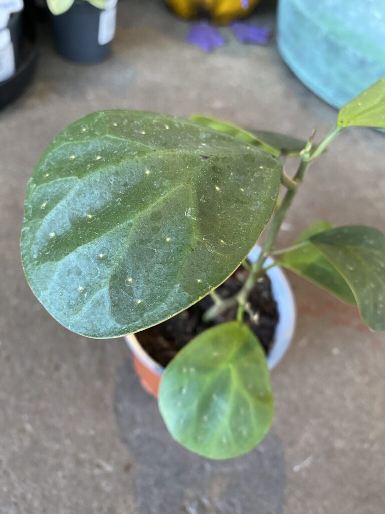 Ficus diversifolia - Mistletoe Fig - Image 2