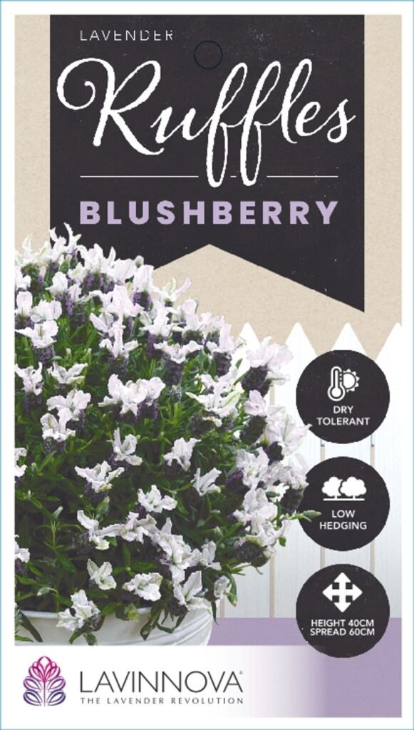 Lavender Raspberry Ruffles Lavender - Blushberry Ruffles - Guildford Garden Centre