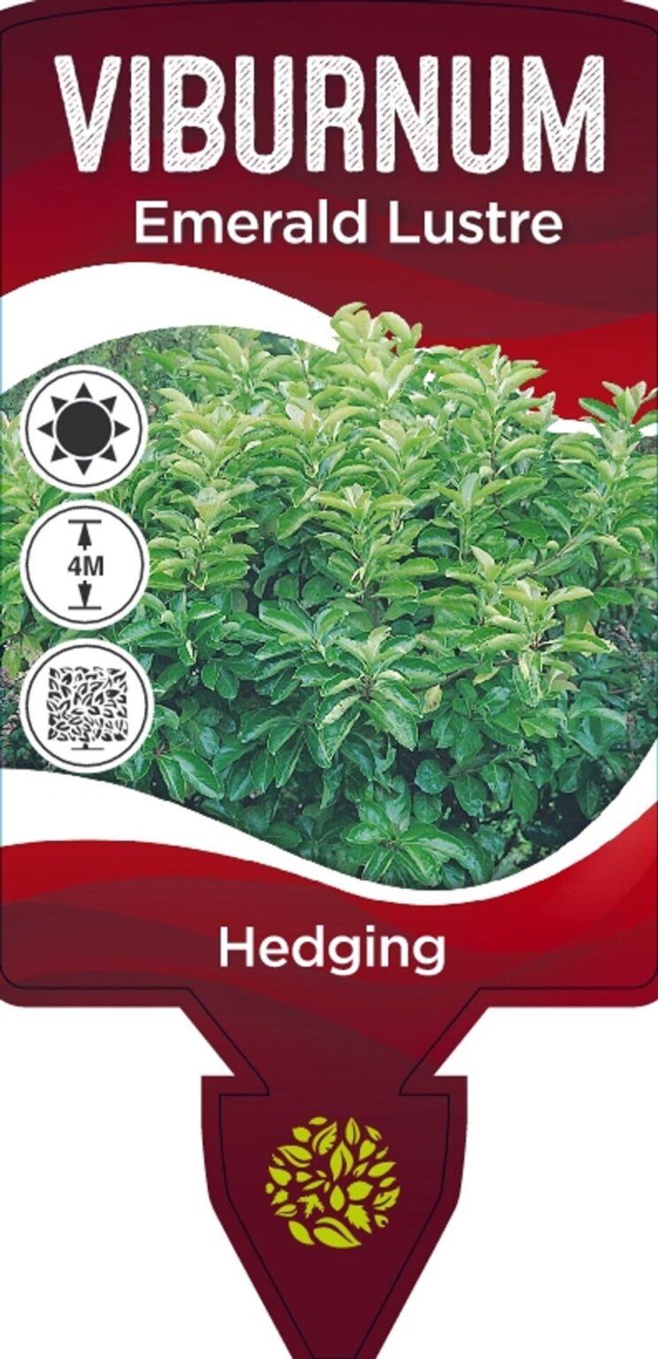 Viburnum Emerald Lustre Guildford Garden Centre