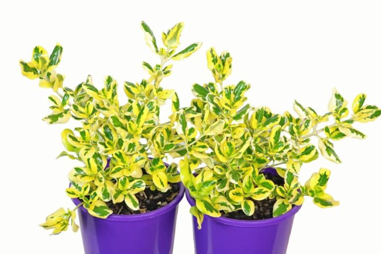 Coprosma - Gold Fever