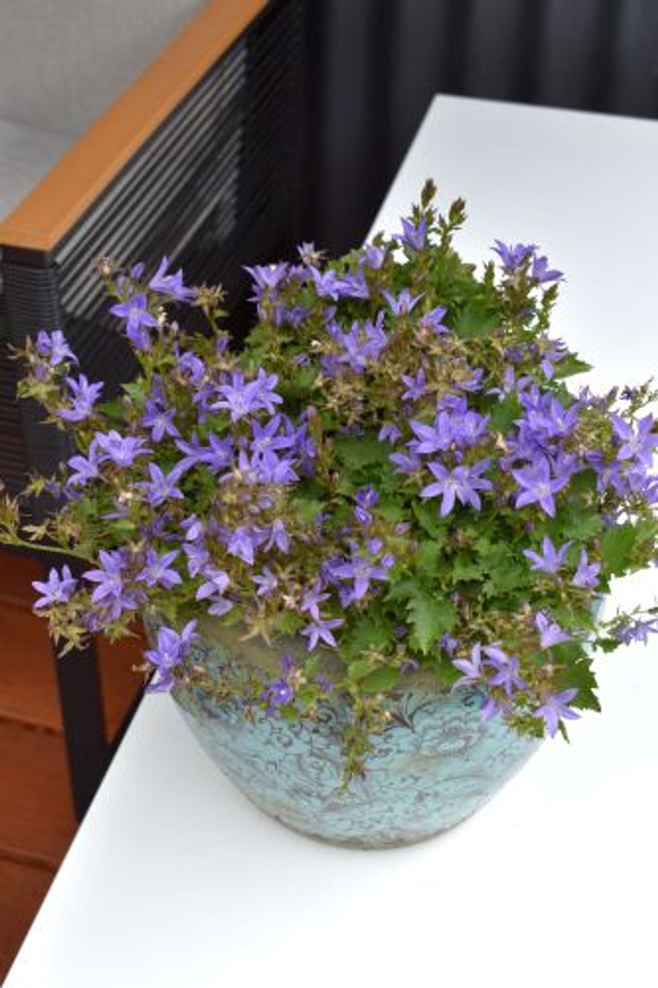 Campanula - Blue Waterfall - Guildford Garden Centre