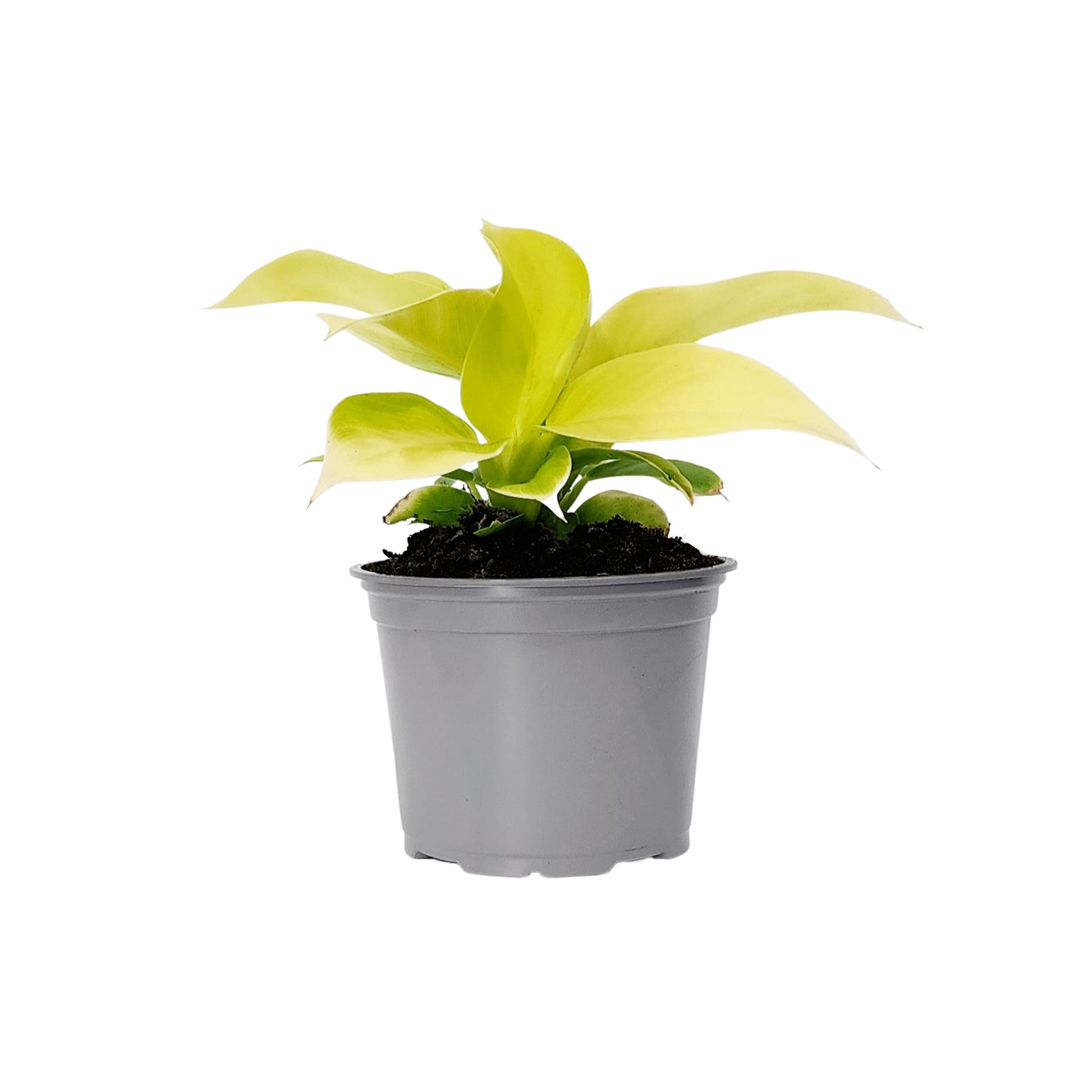 Philodendron - Moonshine - Guildford Garden Centre