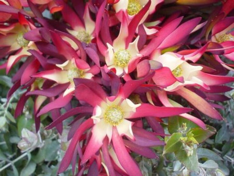 Leucadendron - Amethyst