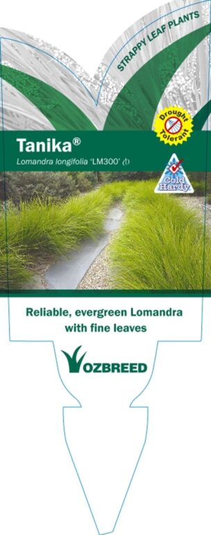 Lomandra - Tanika
