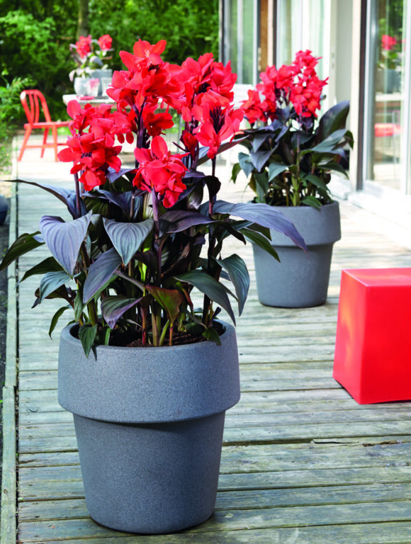 Canna - Bronze Scarlet