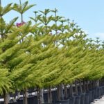 Norfolk Island Pine