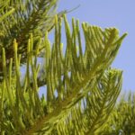 Norfolk Island Pine - Image 2