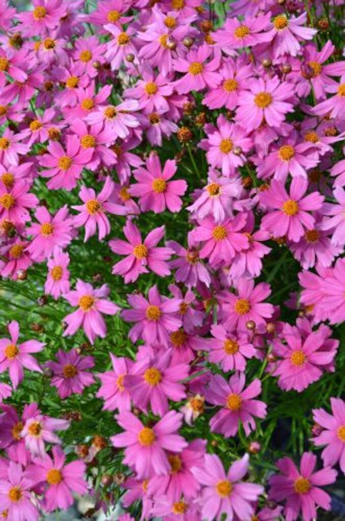 Coreopsis - Pink Lady