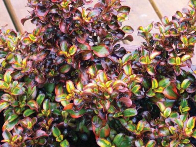 Coprosma - Tequila Sunrise