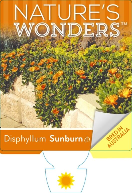 Disphyllum - Sunburn